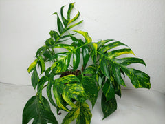 Epipremnum Pinnatum Goldfinger