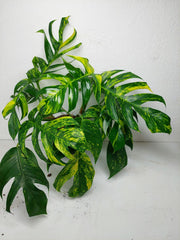 Epipremnum Pinnatum Goldfinger