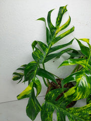 Epipremnum Pinnatum Goldfinger