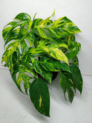 Epipremnum Pinnatum Goldfinger