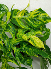Epipremnum Pinnatum Goldfinger