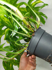 Epipremnum Pinnatum Goldfinger