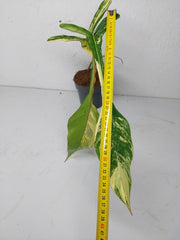 Philodendron Joepii Variegata