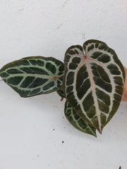 Anthurium Zara x Michelle X Michelle