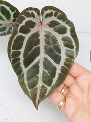 Anthurium Zara x Michelle X Michelle