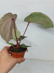 Anthurium Zara x Michelle X Michelle