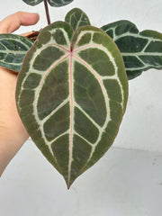 Anthurium Zara x Michelle X Michelle