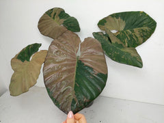 Alocasia Serendipity Pink Variegata