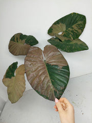 Alocasia Serendipity Pink Variegata