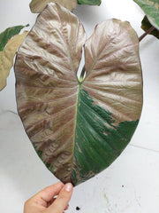 Alocasia Serendipity Pink Variegata