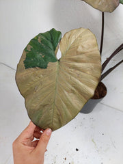 Alocasia Serendipity Pink Variegata