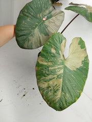 Alocasia Serendipity Pink Variegata