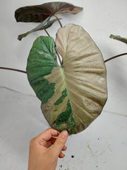 Alocasia Serendipity Pink Variegata
