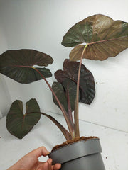 Alocasia Serendipity Pink Variegata