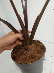 Alocasia Serendipity Pink Variegata