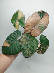 Alocasia Serendipity Pink Variegata