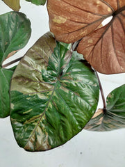 Alocasia Serendipity Pink Variegata