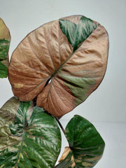 Alocasia Serendipity Pink Variegata