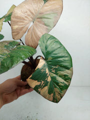 Alocasia Serendipity Pink Variegata