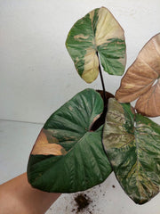 Alocasia Serendipity Pink Variegata