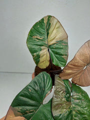 Alocasia Serendipity Pink Variegata
