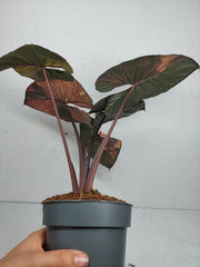 Alocasia Serendipity Pink Variegata