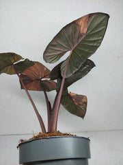 Alocasia Serendipity Pink Variegata