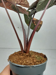 Alocasia Serendipity Pink Variegata