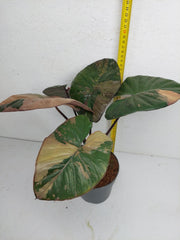 Alocasia Serendipity Pink Variegata