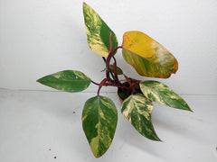 Philodendron Strawberry Shake