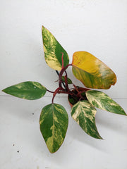 Philodendron Strawberry Shake