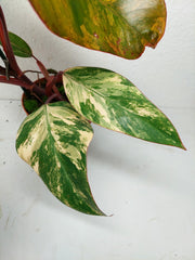 Philodendron Strawberry Shake