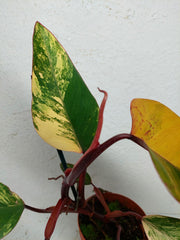 Philodendron Strawberry Shake
