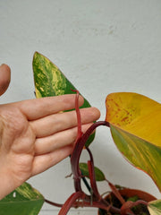 Philodendron Strawberry Shake