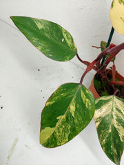 Philodendron Strawberry Shake