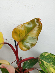 Philodendron Strawberry Shake
