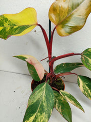 Philodendron Strawberry Shake