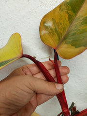 Philodendron Strawberry Shake