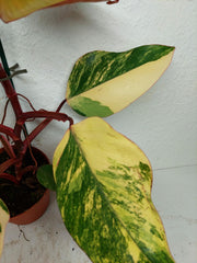 Philodendron Strawberry Shake