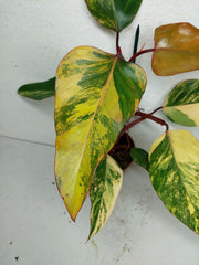 Philodendron Strawberry Shake