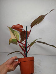 Philodendron Strawberry Shake