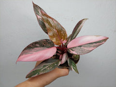 Philodendron Pink Princess Marble