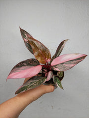 Philodendron Pink Princess Marble