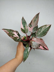 Philodendron Pink Princess Marble