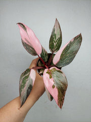 Philodendron Pink Princess Marble
