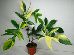 Philodendron Florida Beauty groß