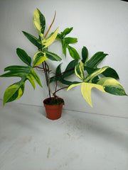 Philodendron Florida Beauty groß