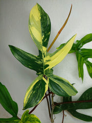 Philodendron Florida Beauty groß