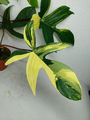 Philodendron Florida Beauty groß
