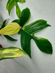 Philodendron Florida Beauty groß